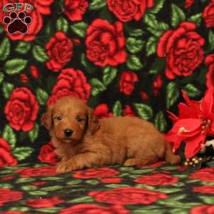 Coca, Mini Goldendoodle Puppy